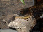 Eastern Newt 1 002.jpg