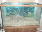 tank setup fire salamander 006.jpg tank setup fire salamander 006.jpg