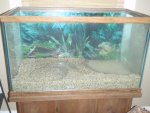 tank setup fire salamander 006.jpg