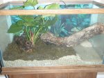 tank setup fire salamander 010.jpg tank setup fire salamander 010.jpg