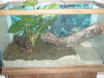 tank setup fire salamander 010.jpg