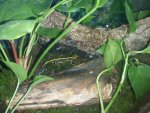 tank setup fire salamander 014.jpg tank setup fire salamander 014.jpg