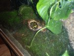 tank setup fire salamander 024.jpg tank setup fire salamander 024.jpg