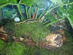 tank setup fire salamander 021.jpg tank setup fire salamander 021.jpg