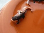 110118_newts_005.jpg