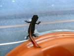 110118_newts_008.jpg