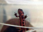 110120_newts_001.jpg