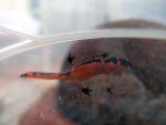 110119_newts.jpg