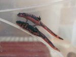 110128_newts.jpg