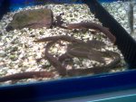IMG00286-20110129-1318.jpg