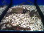 IMG00289-20110129-1320.jpg