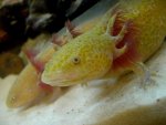 norcinu-albums-axolotls-sale-picture11239-axolotls-have-golden-tinge-them-though-they-getting-da.jpg