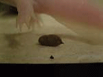 axopooping-backw..gif