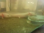 hoshi and 2leg.jpg