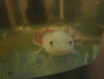 2legs3.jpg