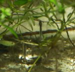 P. waltl larvae - 3 days.jpg