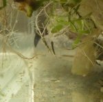 P. waltl larvae - 3 days (2).jpg