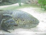 axie1.jpg