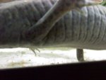 axie4.jpg