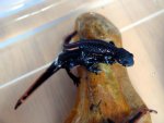 110216_newts_004.jpg