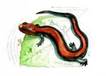 salamander.jpg