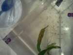 20110411 larva 01.jpg