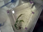 20110411 larva 02.jpg