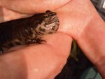 Poorly Newt 2.jpg