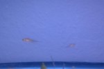 20110425  b  larvae.jpg
