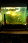 20110429  walstad tank.JPG