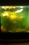 20110429  walstad tank 2.JPG