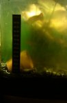 20110429  walstad tank 3.JPG