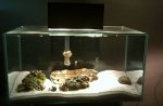 20110429  fluval edge.JPG