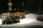 20110429  fluval edge 2.JPG