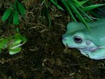 OCTO TURTLE 294.jpg