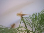07.05 axie babies 012.jpg