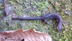 Southern Redback salamander.jpg