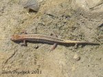 Southern Two lined Salamander.jpg