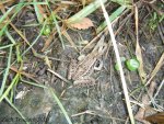 Southern Leopard frog.jpg