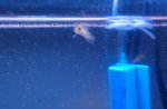 20110523  t marm larvae e 1 mo 18 days.JPG