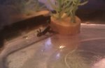 20110523  fbn larvae e.jpg