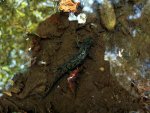 110605_newts_004.jpg