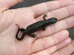 110605_newts_002.jpg