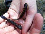 110605_newts_007.jpg