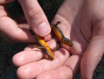 110605_newts_008.jpg