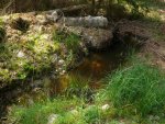 110605_newts_012.jpg