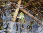 110605_frogs_003.jpg