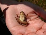 110605_frogs_006.jpg