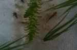 20110610  cynops orientalis b 6 weeks old.jpg