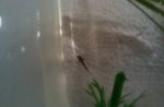 20110610  cynops orientalis e 6 weeks old.jpg